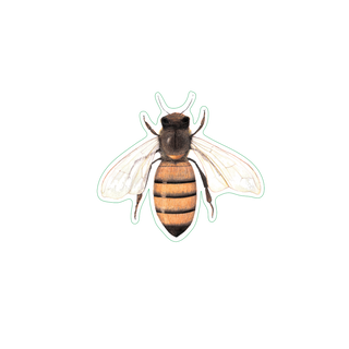 Honey Bee image 1