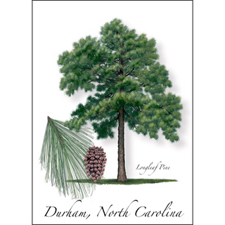 Longleaf Pine image 0