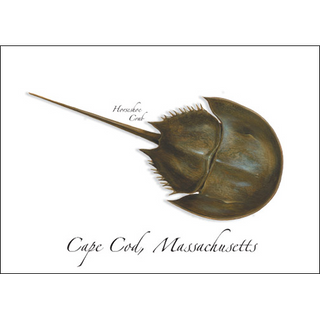 Horseshoe Crab image 0