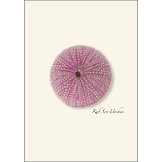 Sea Urchin Assortment image 4