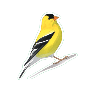 American Goldfinch image 1