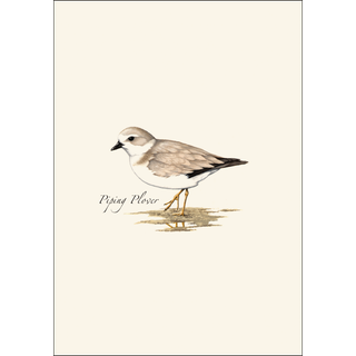 Shorebird Assortment image 1