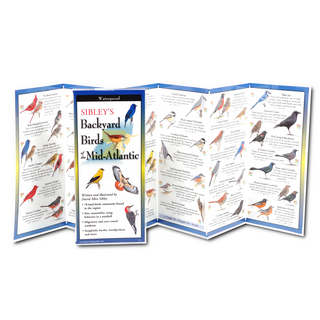 Sibley's Backyard Birds of the Mid-Atlantic image 1