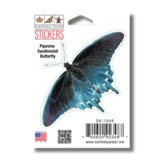 Pipevine Swallowtail Butterfly image 1