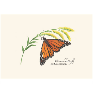 Monarch Butterfly on Goldenrod image 1
