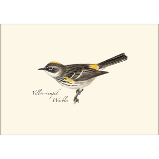 Peterson Warbler  Assortment image 4