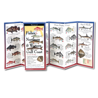 Fishes of the Northern & Western Gulf Coast image 1