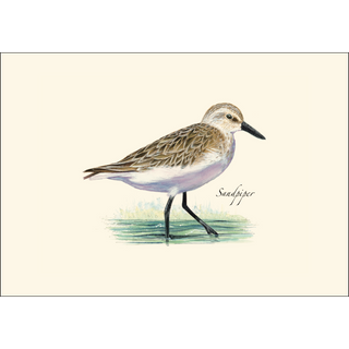 Shorebird II Assortment image 2