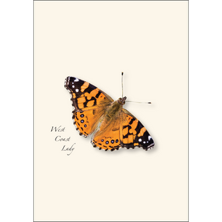 Western Butterfly Assortment I image 3