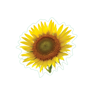 Sunflower image 1
