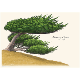 Monterey Cypress image 1
