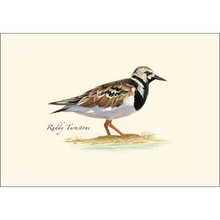 Shorebird II Assortment image 3