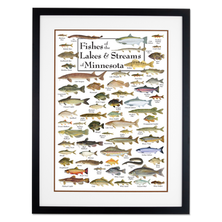 Fishes of the Lakes & Streams of Minnesota - Poster - Double matted black frame image