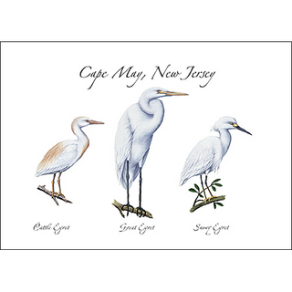 Three Egret image 0