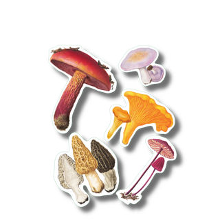 Fabulous Fungi -NEW- image 0