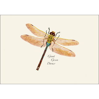 Dragonfly and Damselfly Assortment image 3