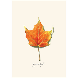 Maple Leaf Assortment II image 1