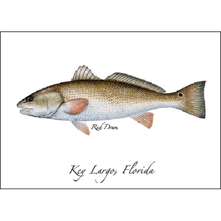 Red Drum image 0
