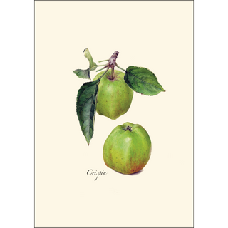 Heirloom Apple Assortment image 2