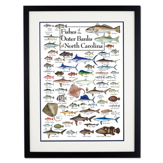 Fishes of the Outer Banks - Poster - Double matted black frame image