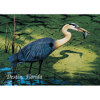 Henry the Great Blue Heron image 0
