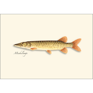 Northern Gamefish Assortment image 2