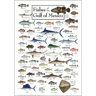 Fishes of the Gulf of Mexico - Poster image 0