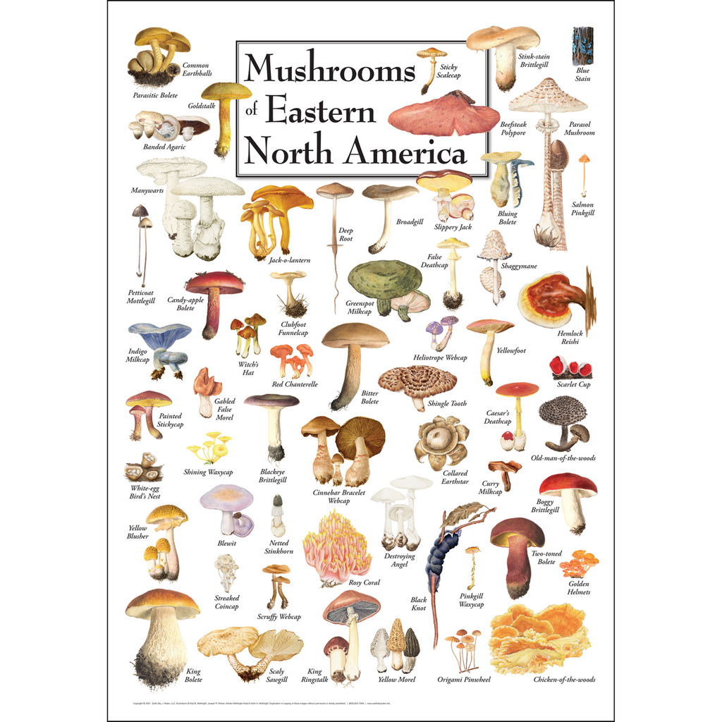 北米キノコ図鑑 Mushrooms of North America 北米キノコ図鑑 Mushrooms