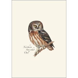 Peterson's Owl Assortment image 2