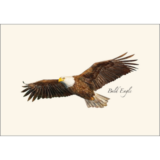 Bald Eagle image 1
