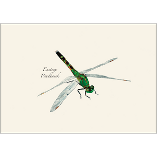 Dragonfly and Damselfly Assortment image 4