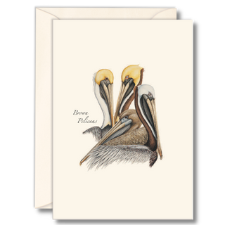 Brown Pelican image 0
