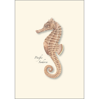 Pacific Seahorses image 2