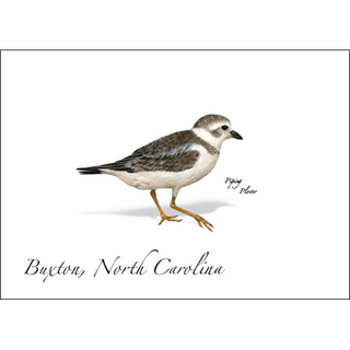 Piping Plover image 0