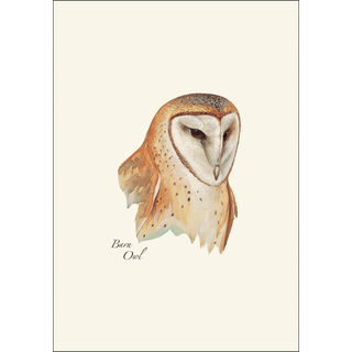 Peterson's Owl Assortment image 4