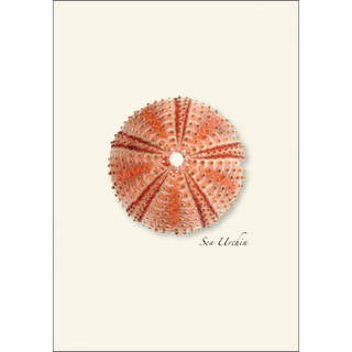 Sea Urchin Assortment image 2
