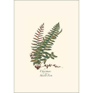Fern Assortment image 4