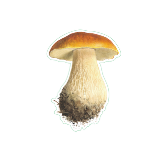 King Bolete image 1