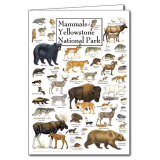 Mammals of Yellowstone National Park - Poster Card image 0
