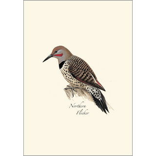 Peterson W. Woodpecker  Assortment image 2