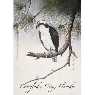 Osprey in Tree image 0