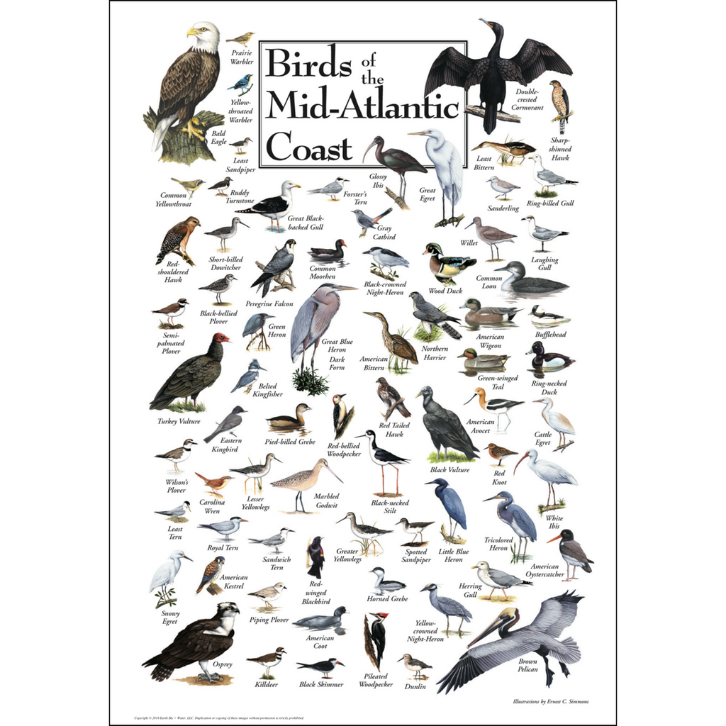 Posters - Birds of the Mid-Atlantic Coast - Poster – Earth Sky + Water