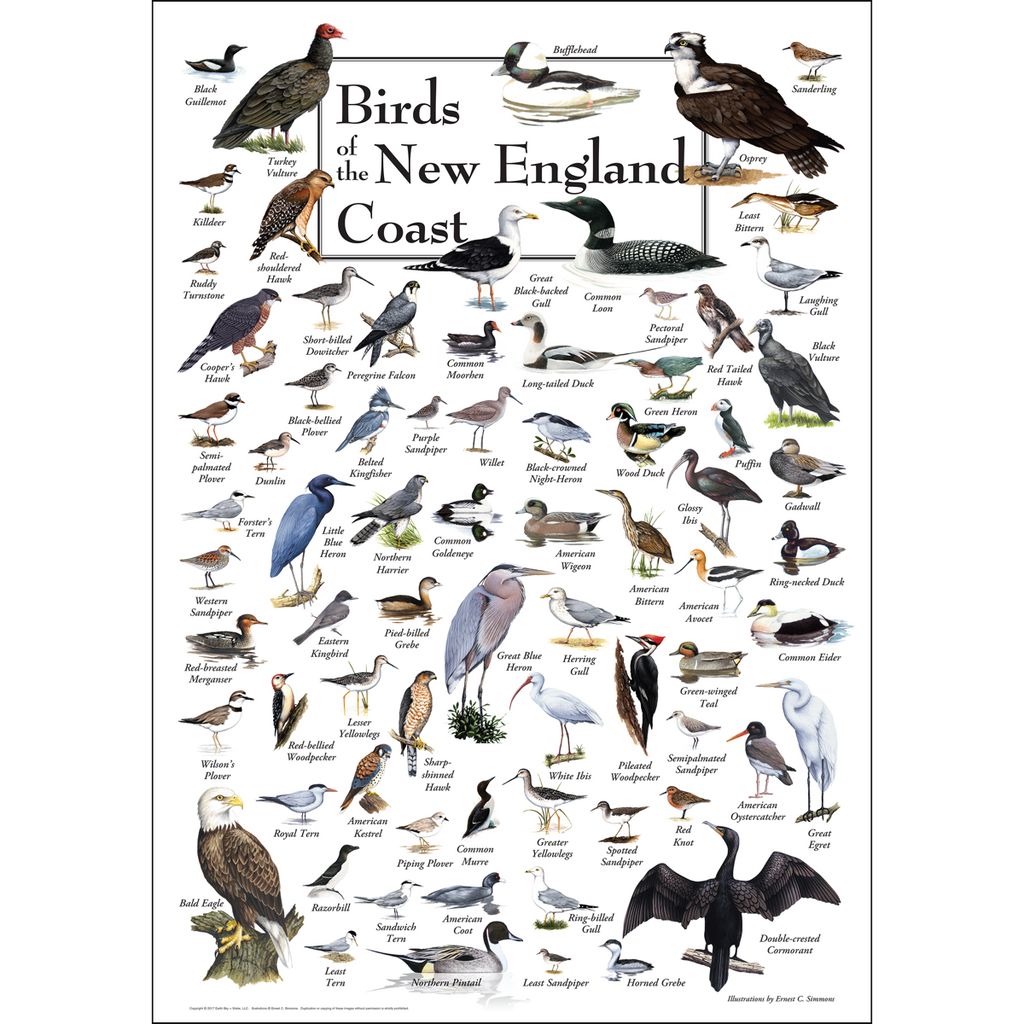 Posters - Birds of the New England Coast - Poster – Earth Sky + Water