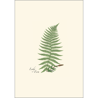 Fern Assortment image 3