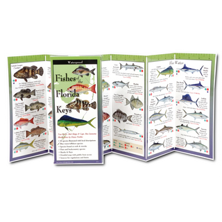 Fishes of the Florida Keys image 1