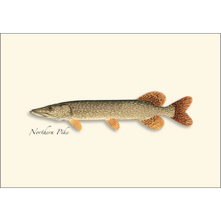Northern Gamefish Assortment image 3