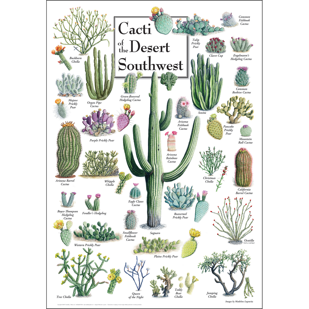 types of cactus in desert Posters - Cacti of the Desert Southwest