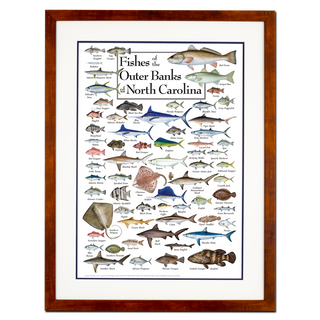 Fishes of the Outer Banks - Poster - Double matted honey frame image