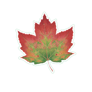 Red Maple image 1