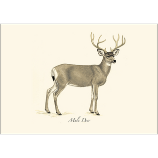 Western Mammal Assortment image 4